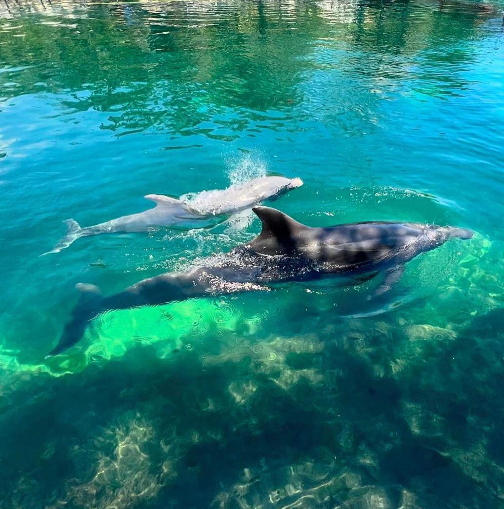 דירות Puerto Aventuras, Departamento A Unos Pasos De La Playa מראה חיצוני תמונה